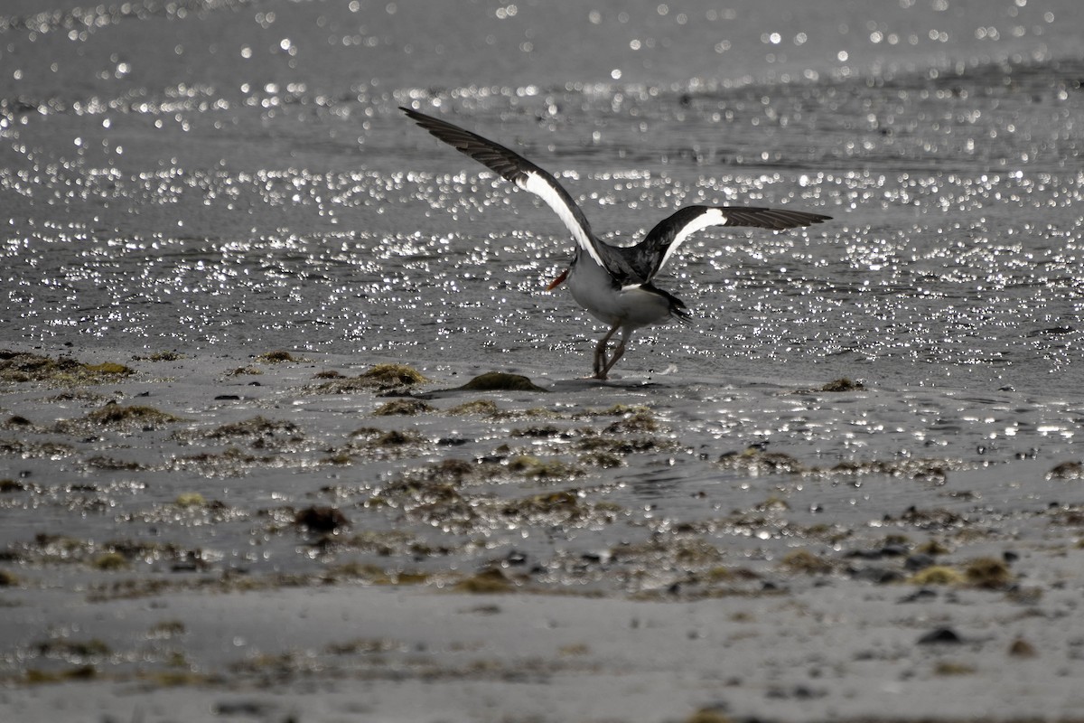 Magellanic Oystercatcher - ML625249459