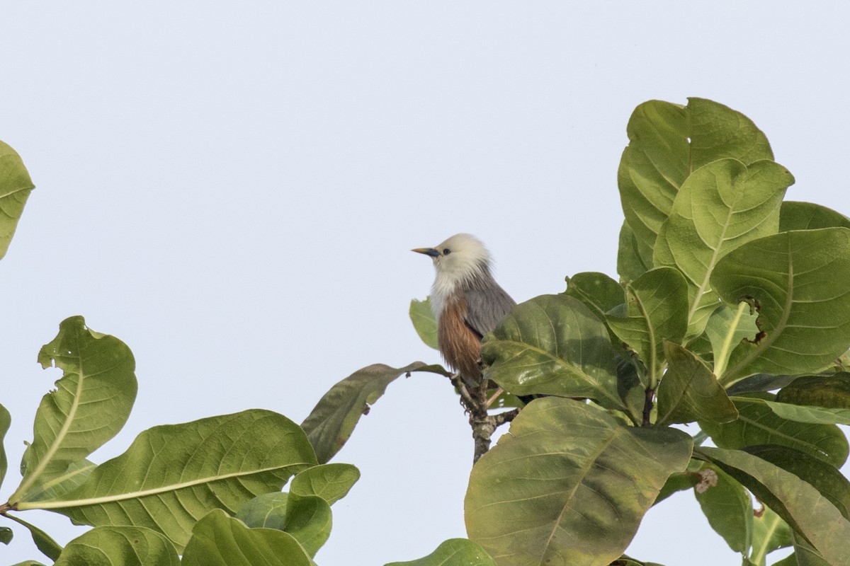 Malabar Starling - ML625249526