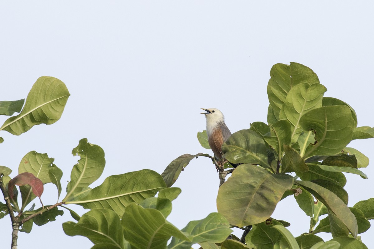 Malabar Starling - ML625249528