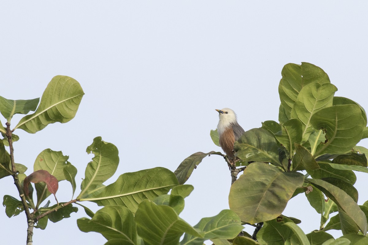 Malabar Starling - ML625249529