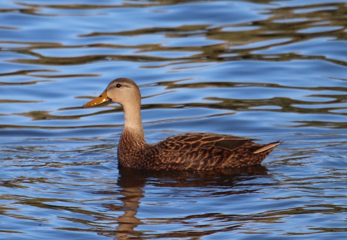 Mottled Duck - ML625249602