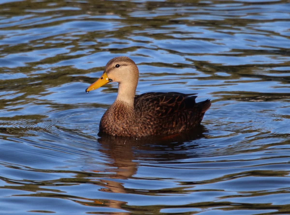 Mottled Duck - ML625249606