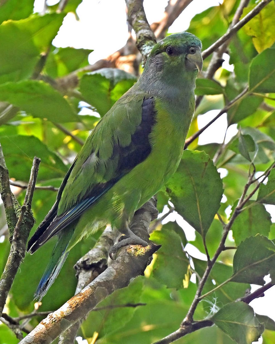 Black-winged Parrot - ML625249644