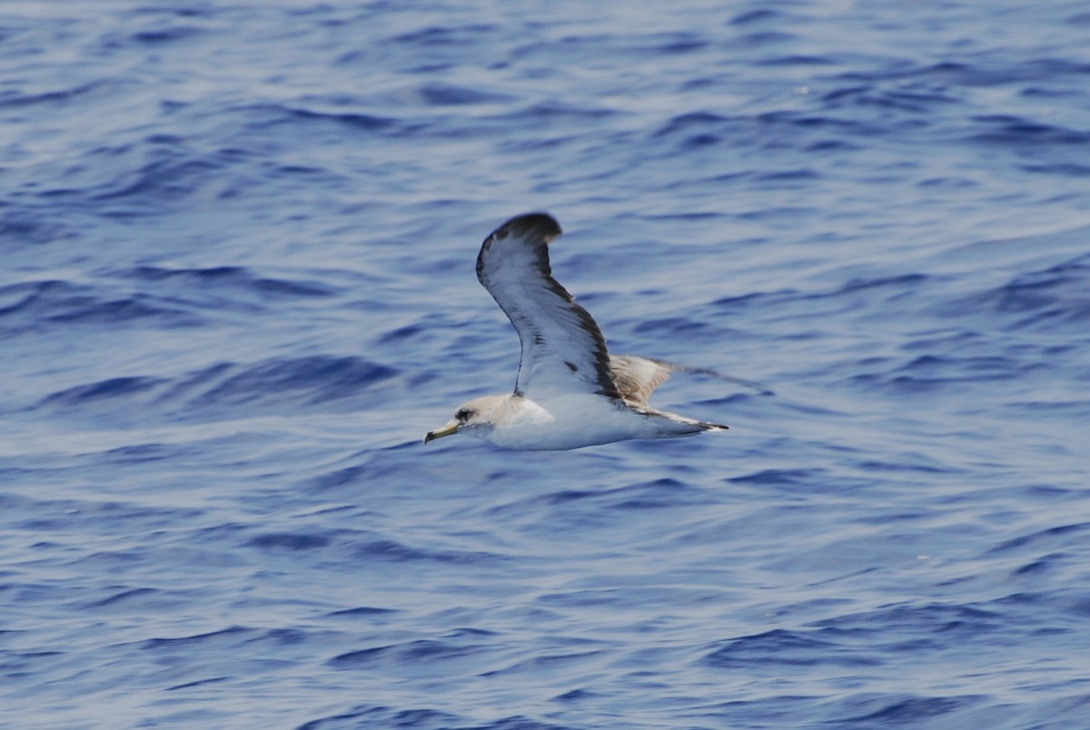 Cory's Shearwater - ML625249693