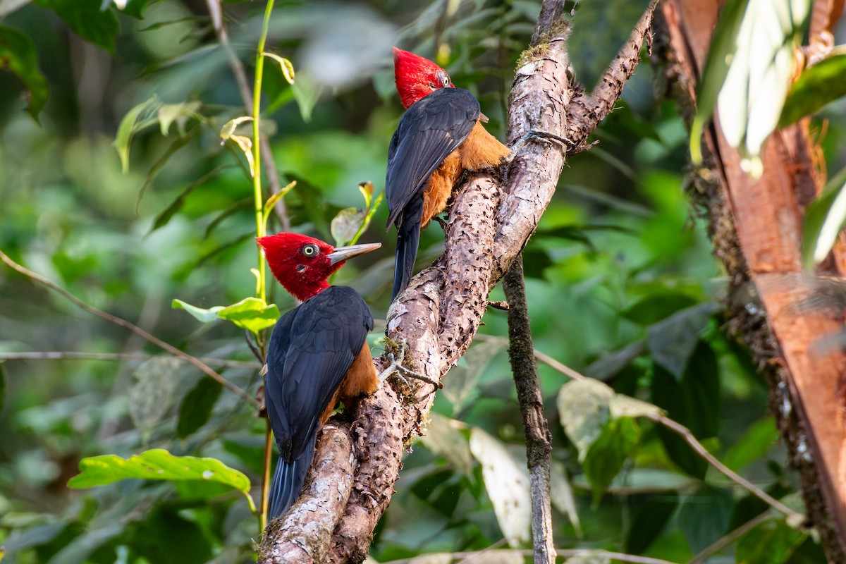 Red-necked Woodpecker - ML625249751