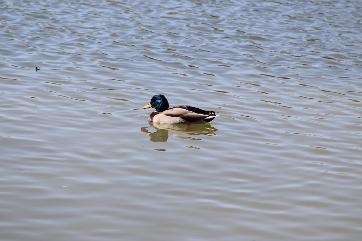 マガモ - ML625249786