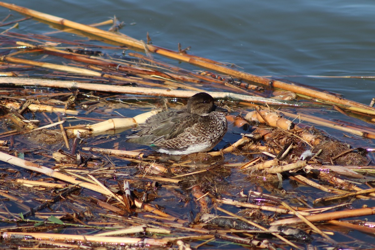 コガモ - ML625249789