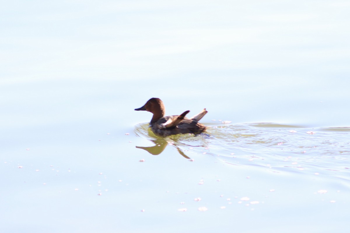 ホシハジロ - ML625249808