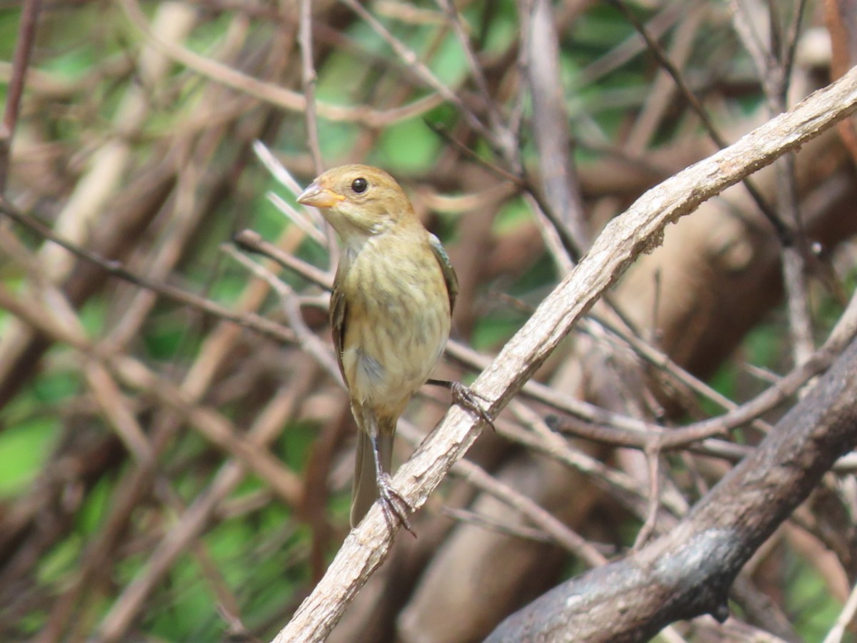 Indigo Bunting - ML625249838