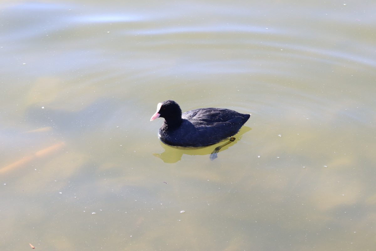 オオバン - ML625249841