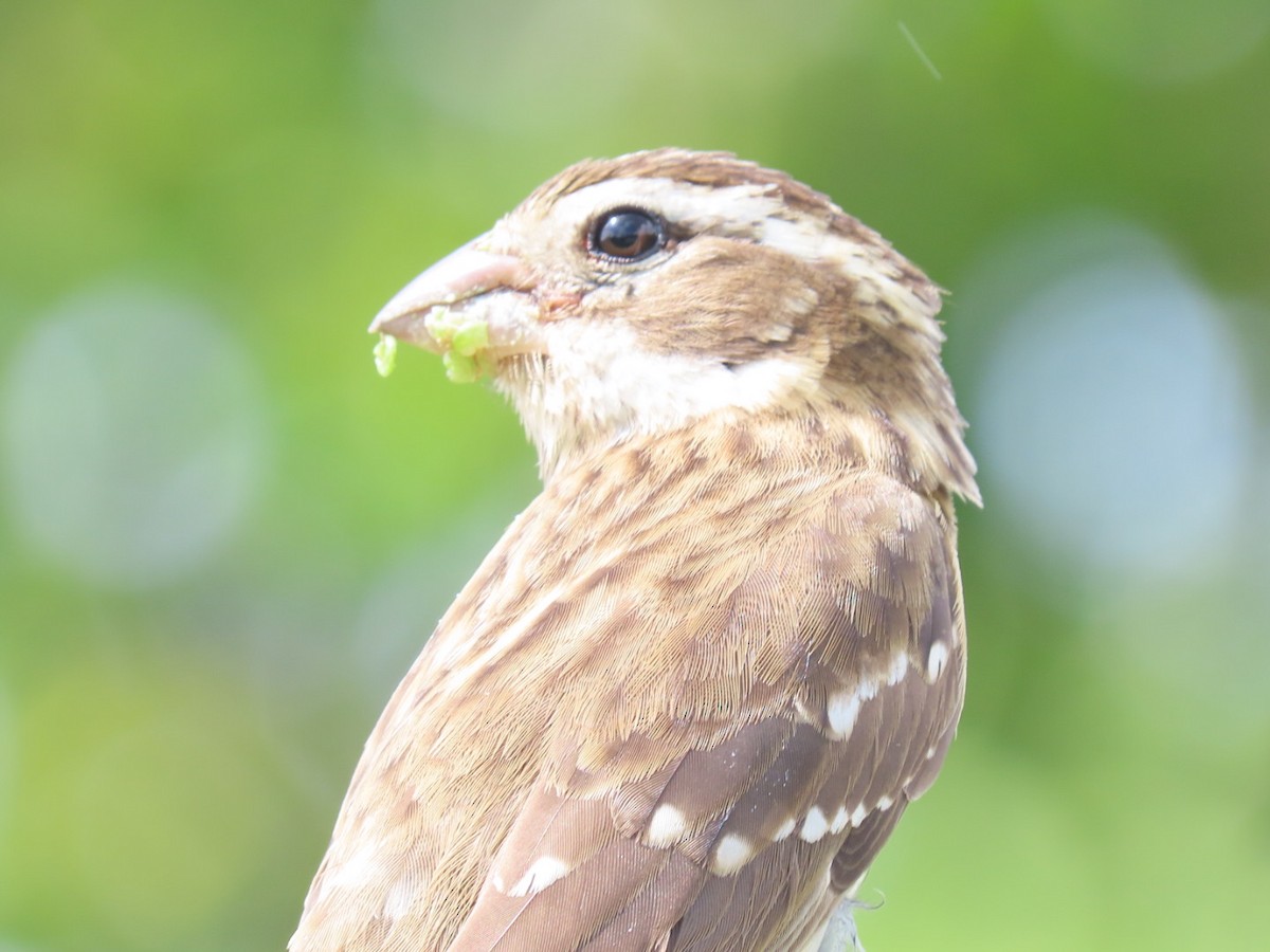 Rose-breasted Grosbeak - ML625249852