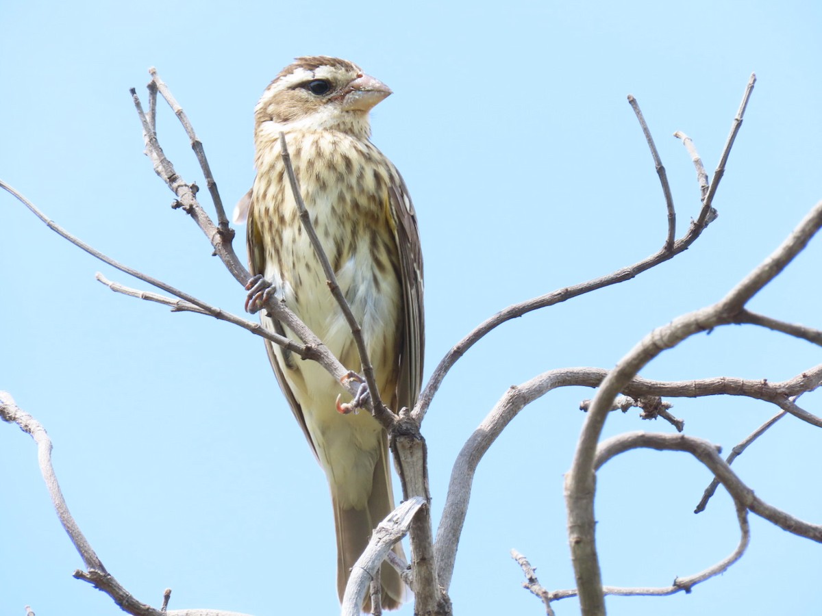 Rose-breasted Grosbeak - ML625249853