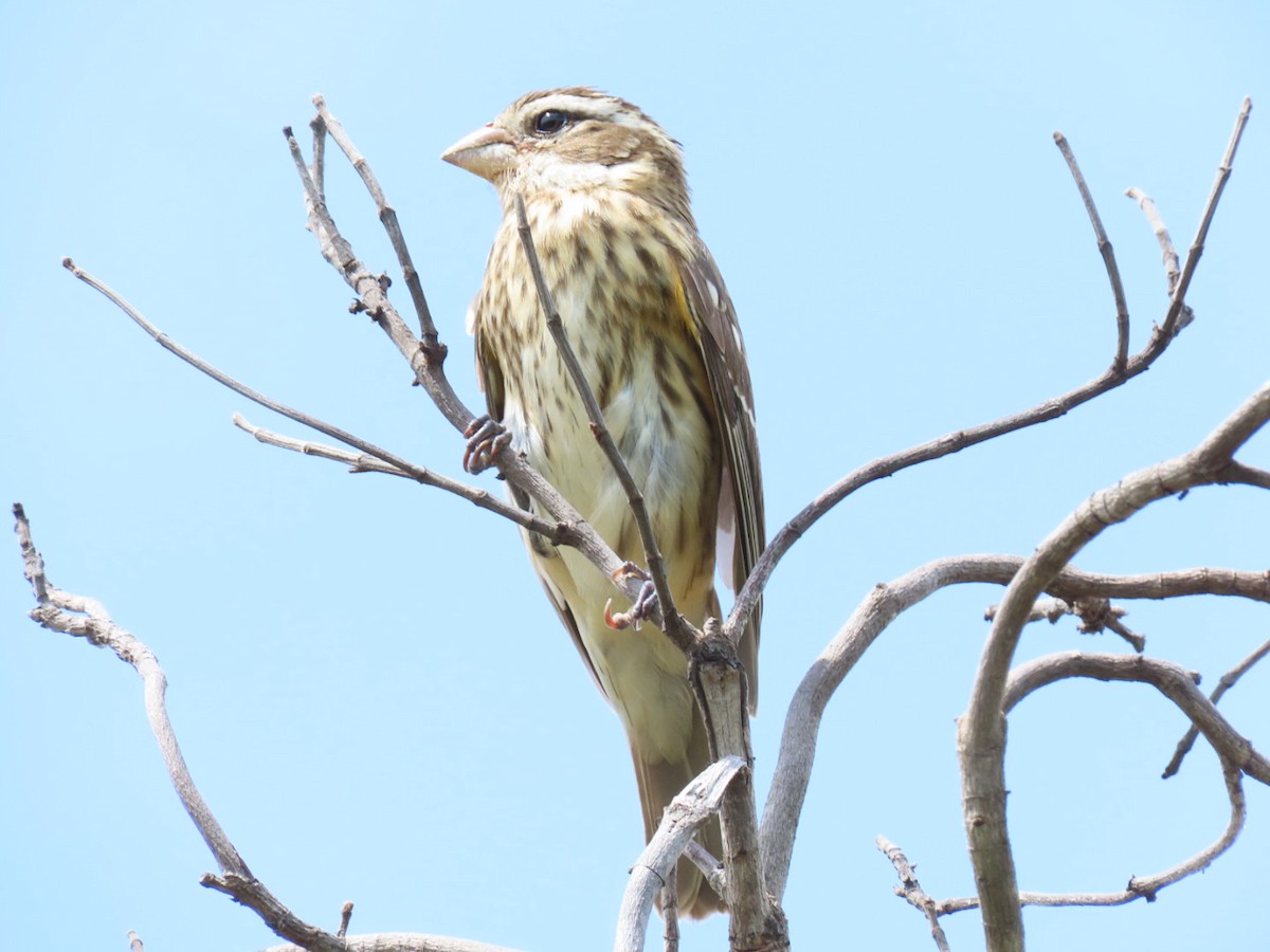 Rose-breasted Grosbeak - ML625249854