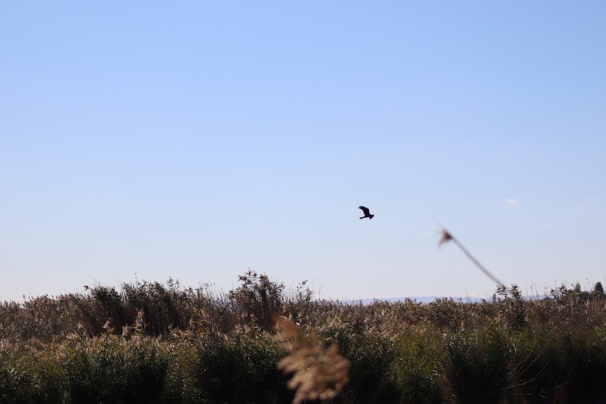 ヨーロッパチュウヒ - ML625249869