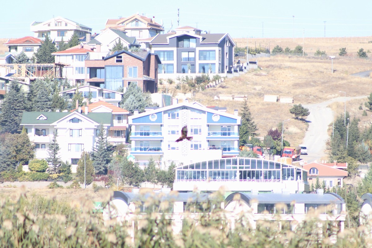 ヨーロッパチュウヒ - ML625249870