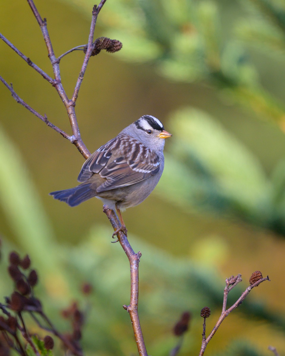 White-crowned Sparrow (Gambel's) - ML625249874