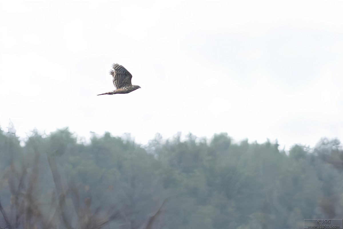 Eurasian Goshawk - ML625249891