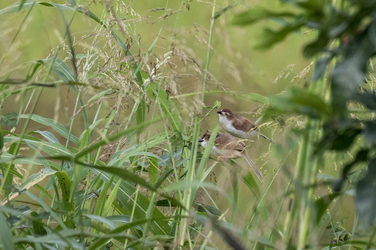 Yellow-eyed Babbler - ML625250014