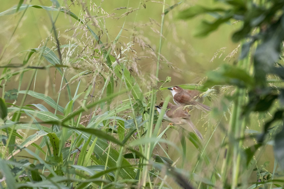 Yellow-eyed Babbler - ML625250016