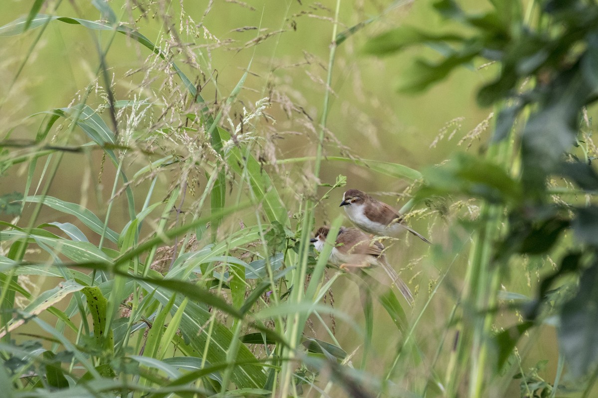 Yellow-eyed Babbler - ML625250018