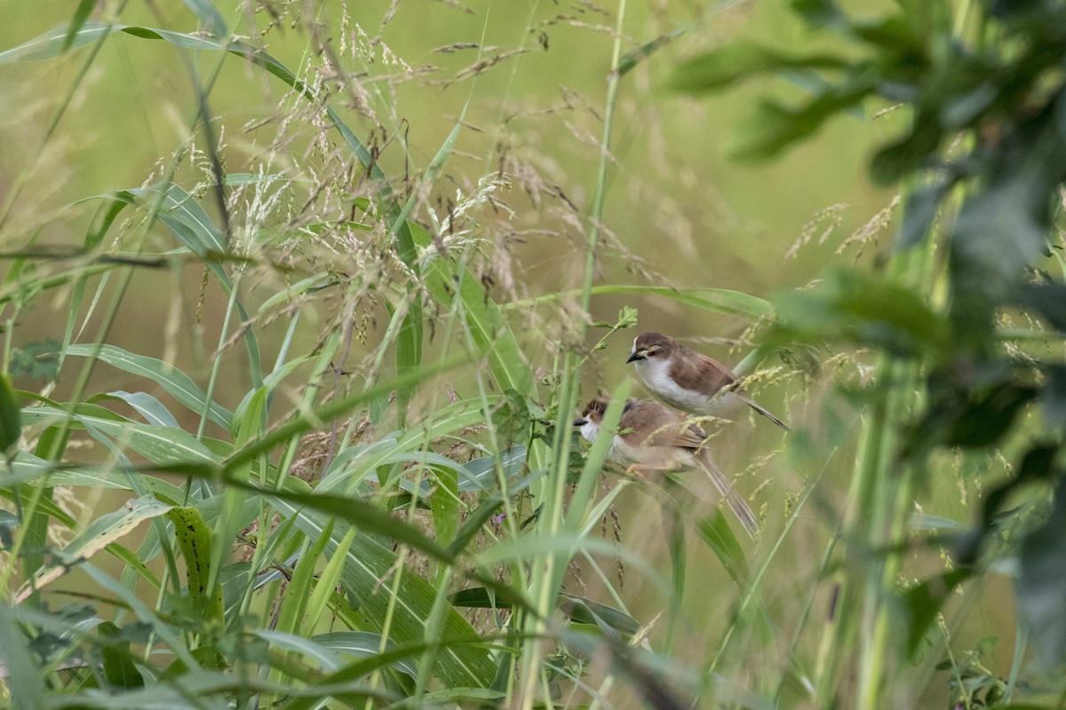 Yellow-eyed Babbler - ML625250019