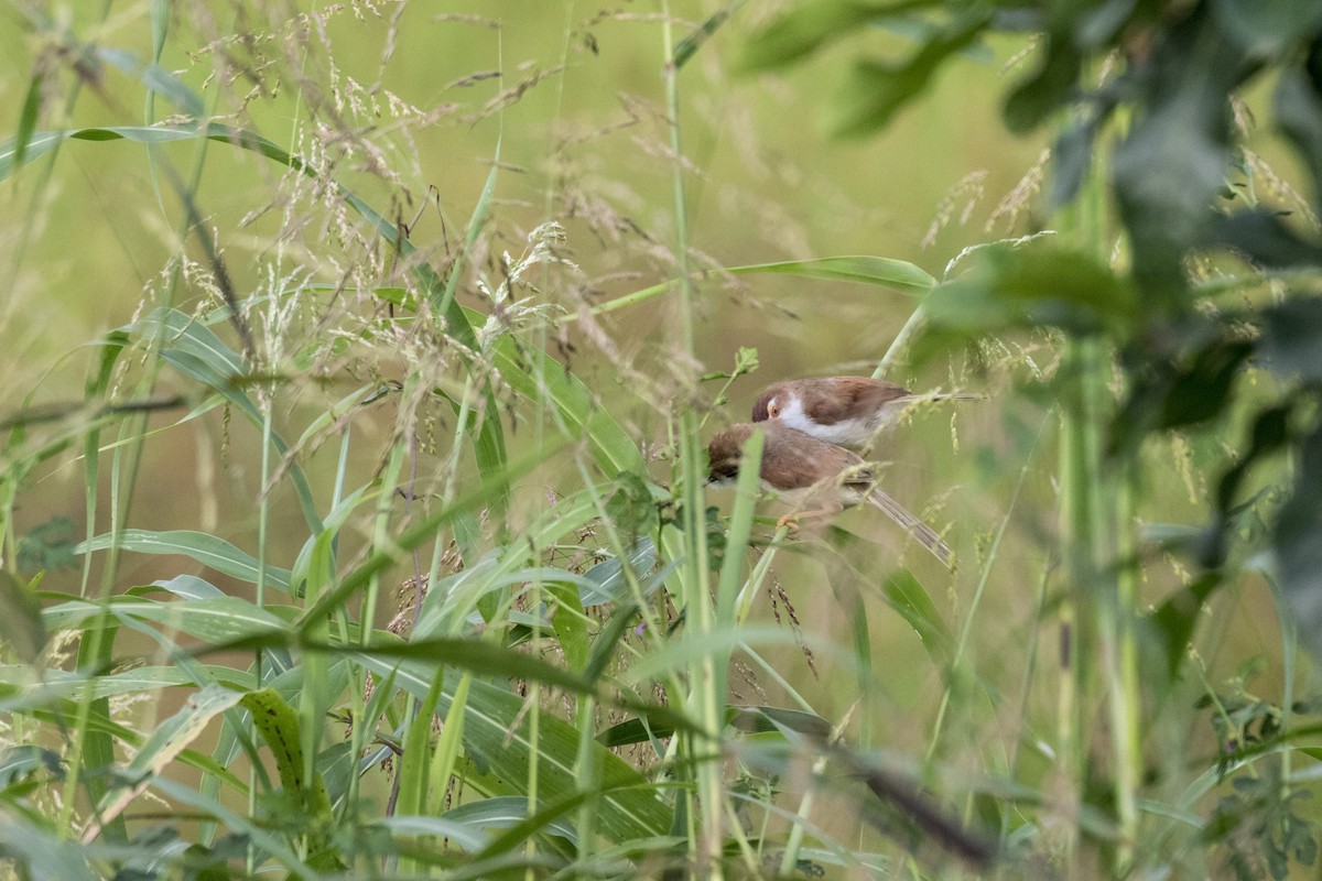 Yellow-eyed Babbler - ML625250020