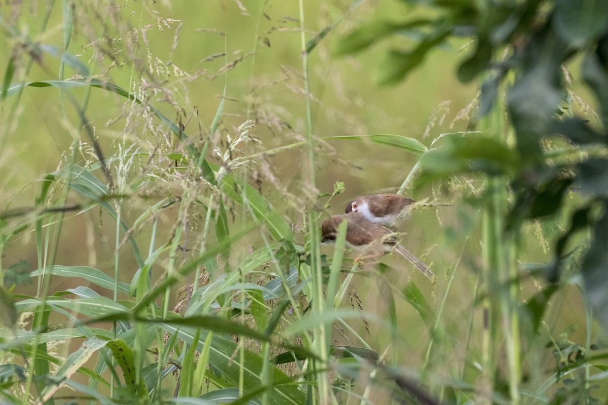 Yellow-eyed Babbler - ML625250021