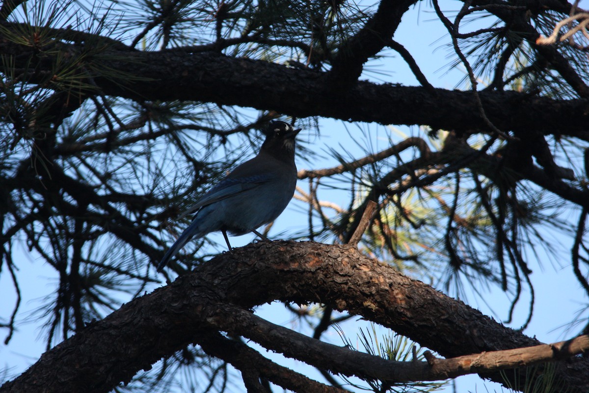 Steller's Jay (Southwest Interior) - ML625250062