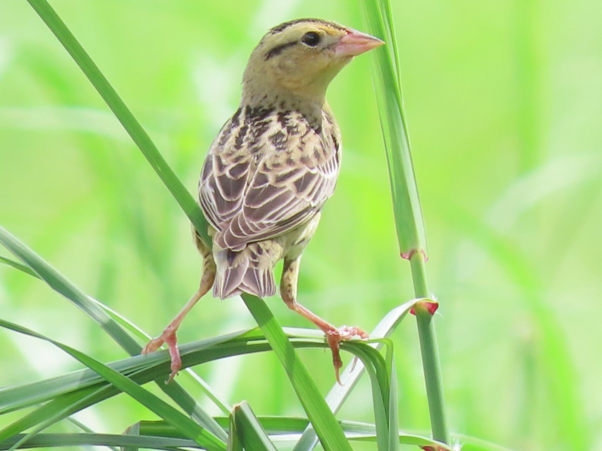 Bobolink - ML625250146