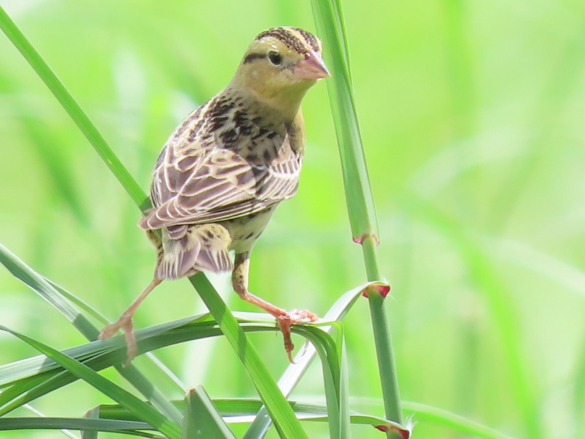 Bobolink - ML625250147