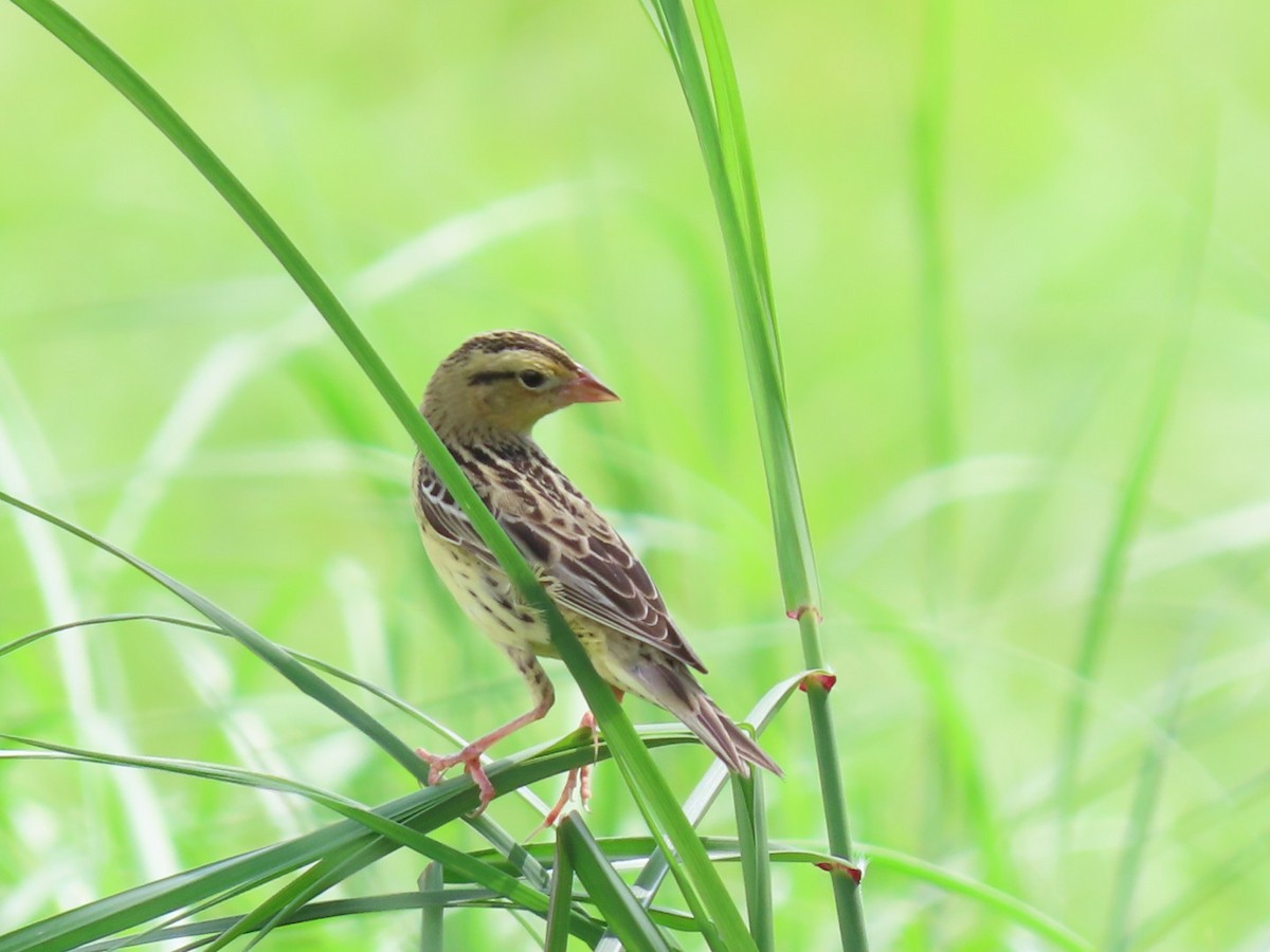 Bobolink - ML625250148