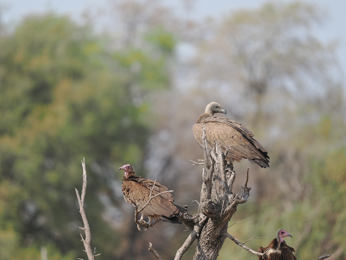 Buitre Dorsiblanco Africano - ML625250180