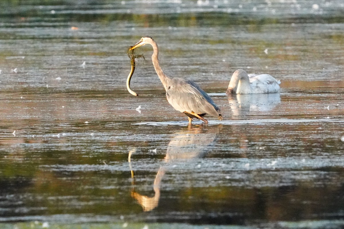 Great Blue Heron - ML625250185