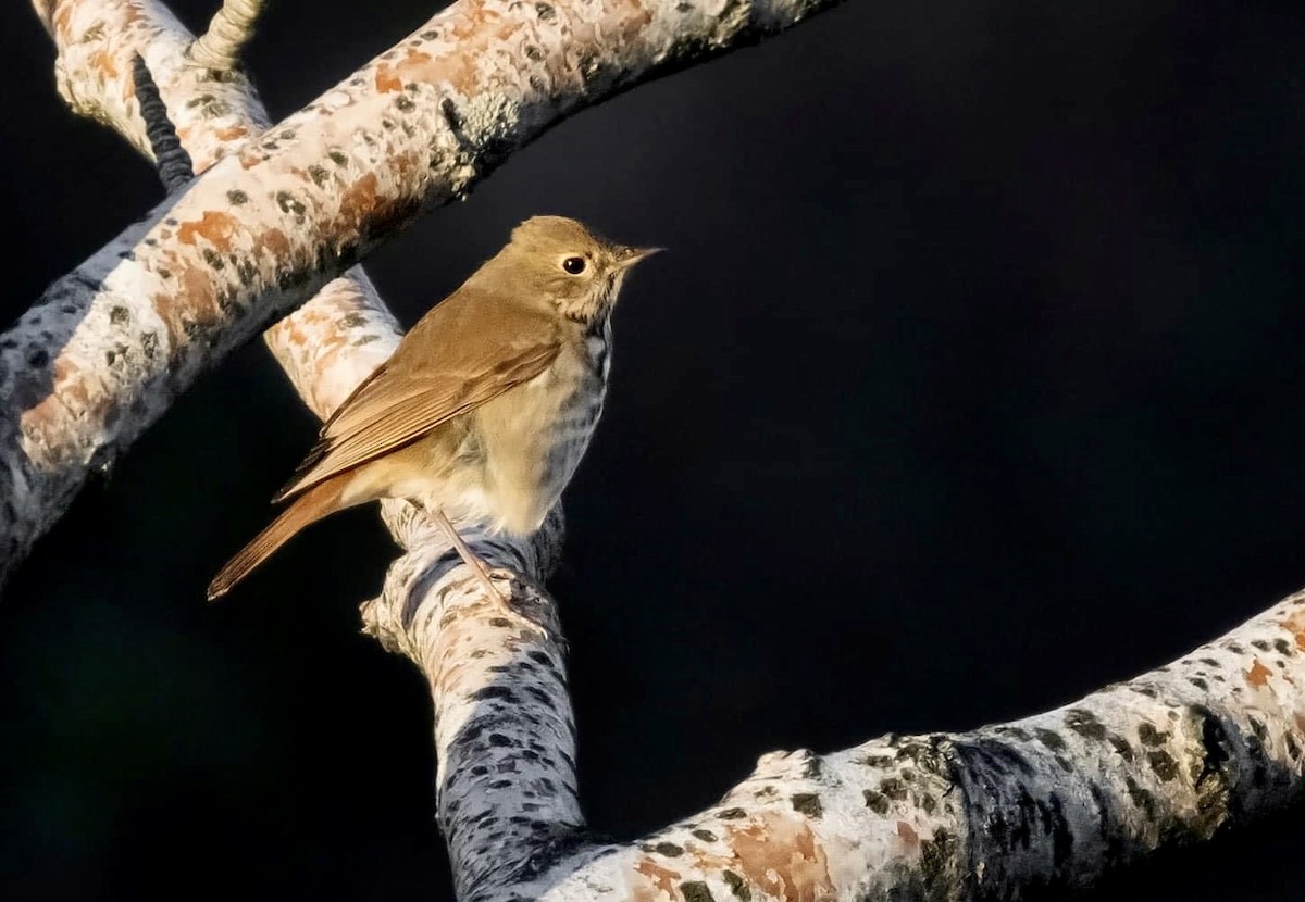 Hermit Thrush - ML625250197
