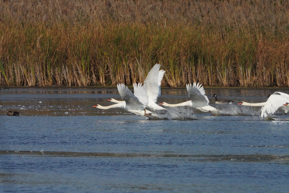 Mute Swan - ML625250246