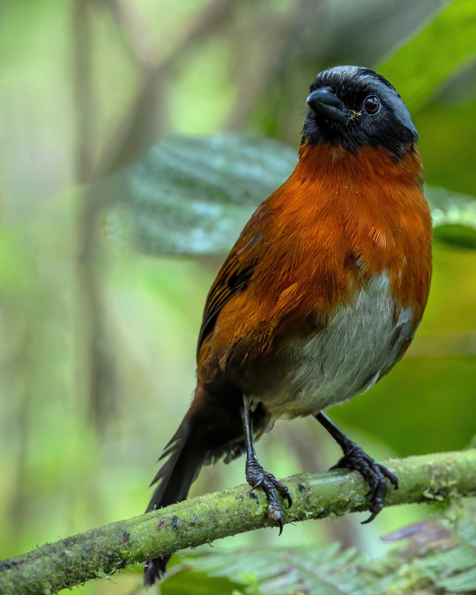 Tanager Finch - ML625250261