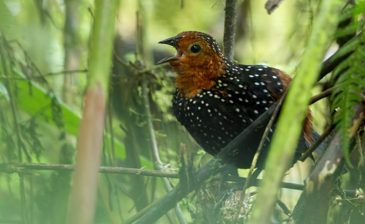 Ocellated Tapaculo - ML625250266