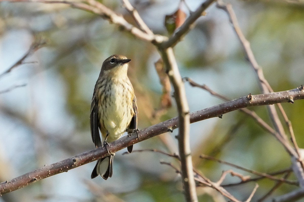 Yellow-rumped Warbler - ML625250289