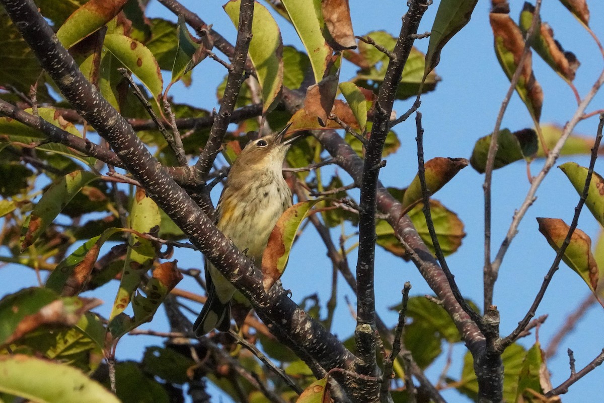 Yellow-rumped Warbler - ML625250290