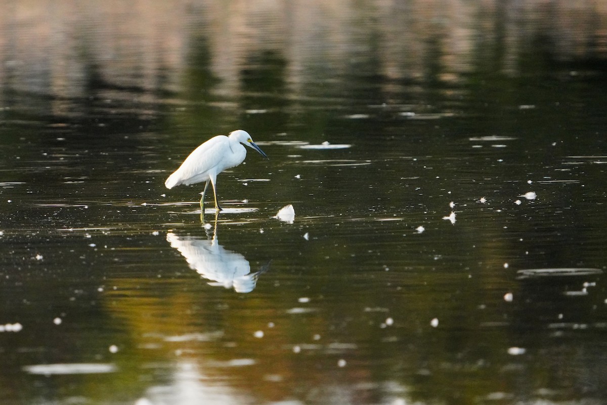 Snowy Egret - ML625250303