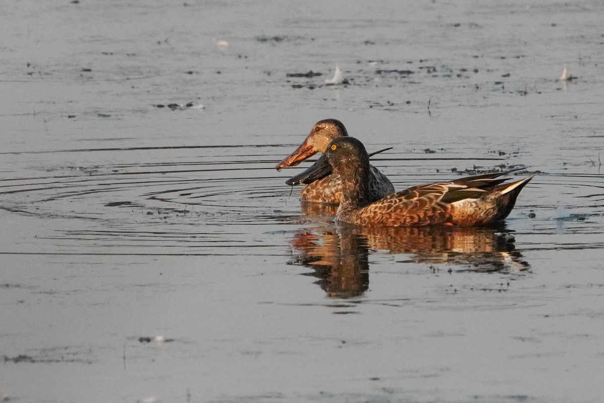 Northern Shoveler - ML625250334