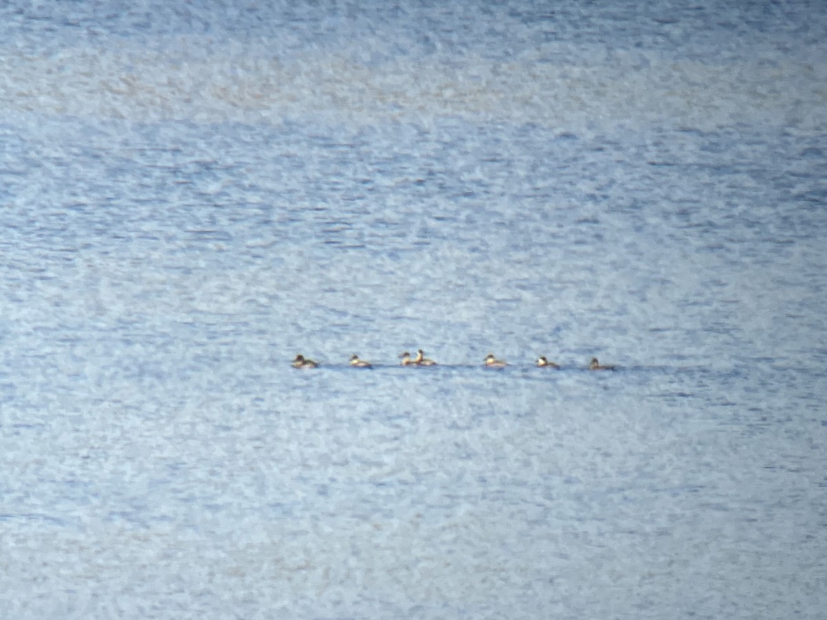 Ruddy Duck - ML625250424