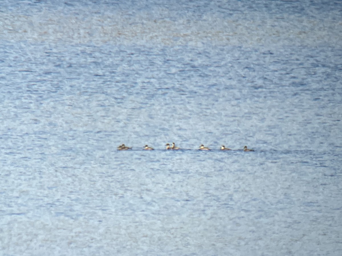 Ruddy Duck - ML625250425