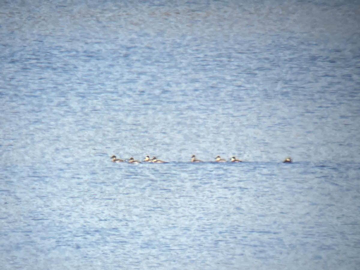 Ruddy Duck - ML625250426