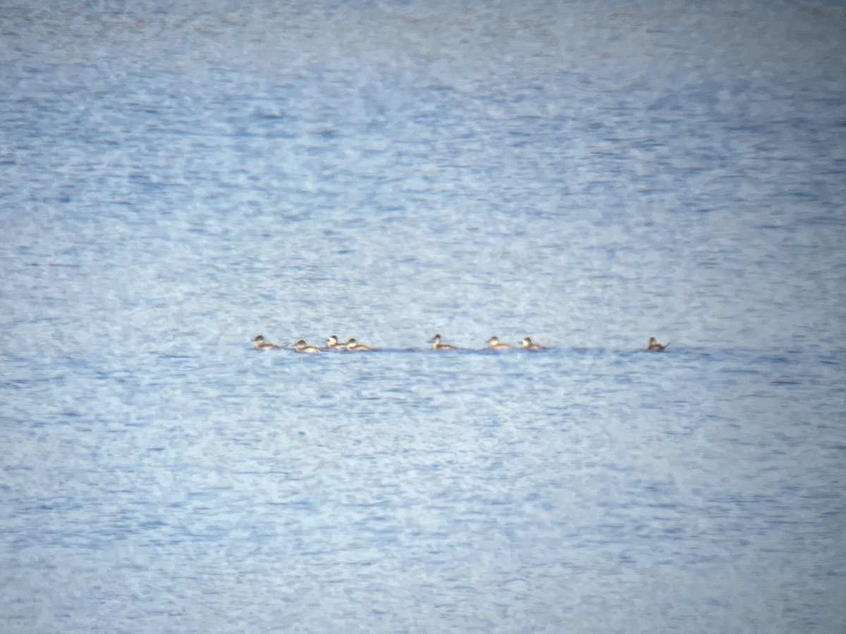 Ruddy Duck - ML625250427