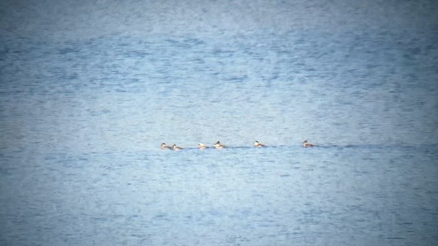 Ruddy Duck - ML625250429