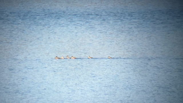 Ruddy Duck - ML625250431