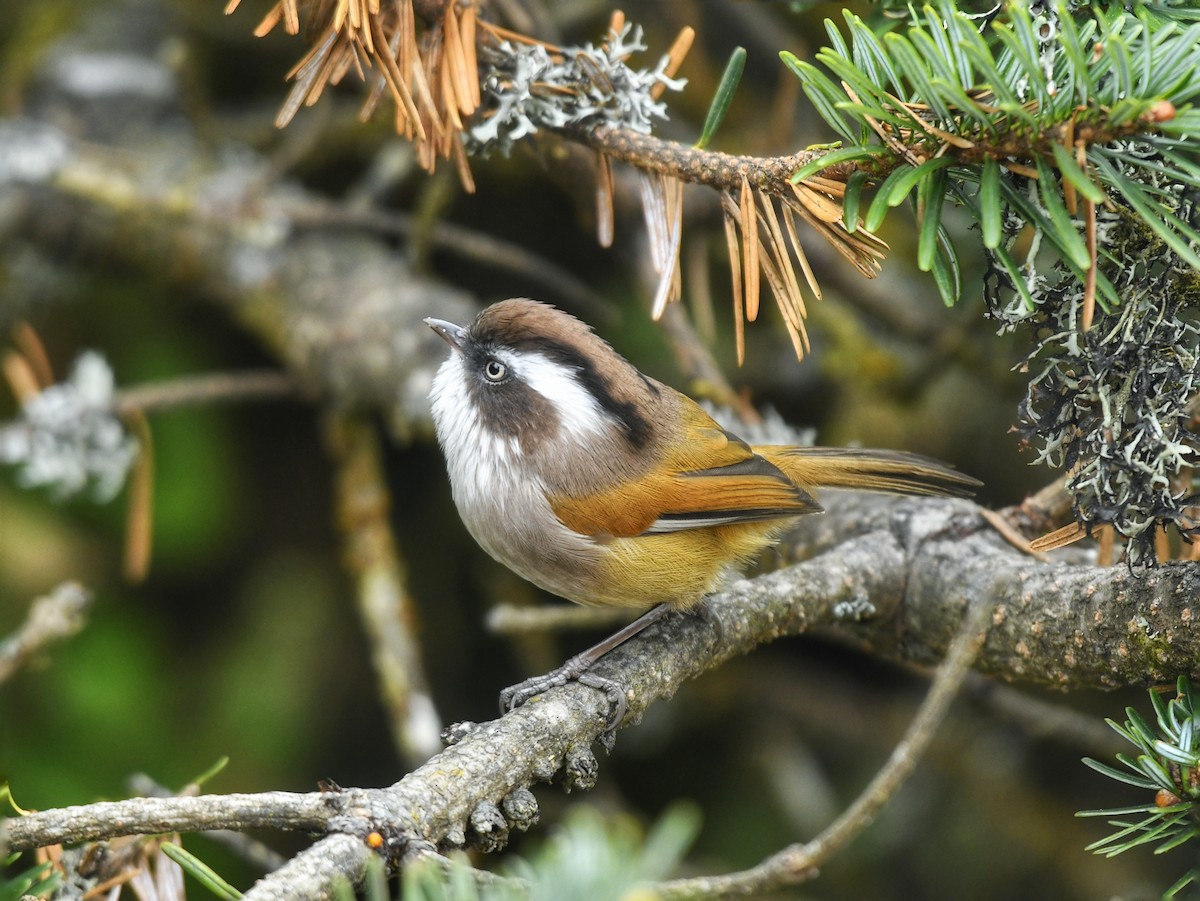 White-browed Fulvetta - ML625250440