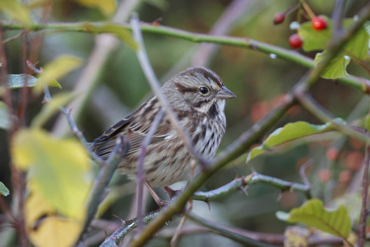 Song Sparrow - ML625250468