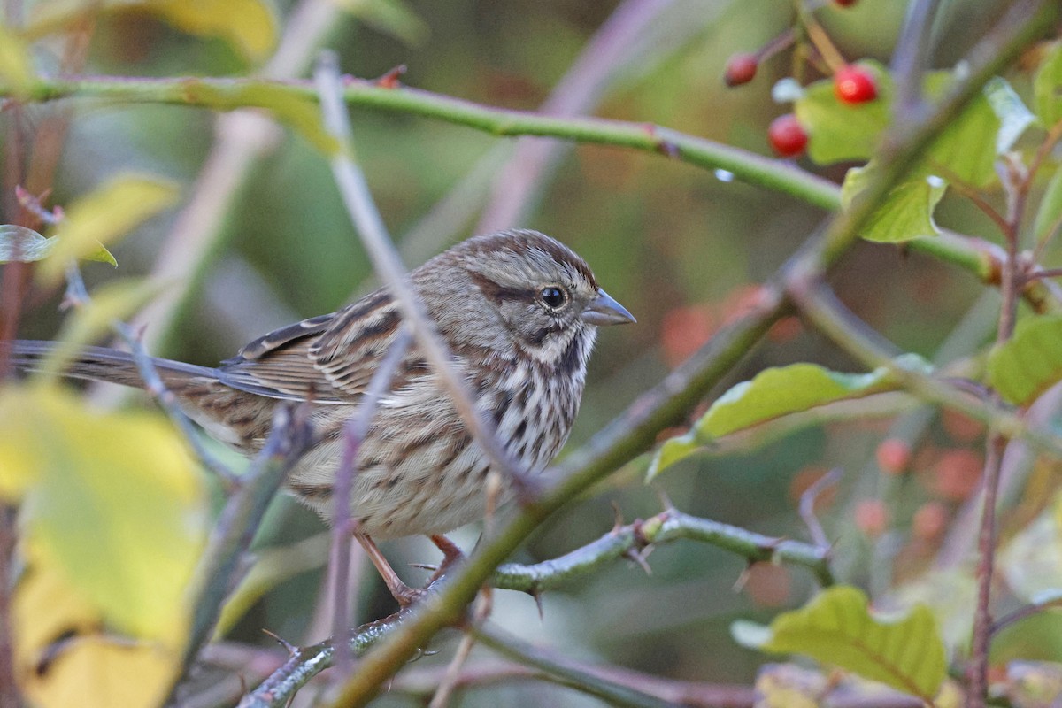 Song Sparrow - ML625250469